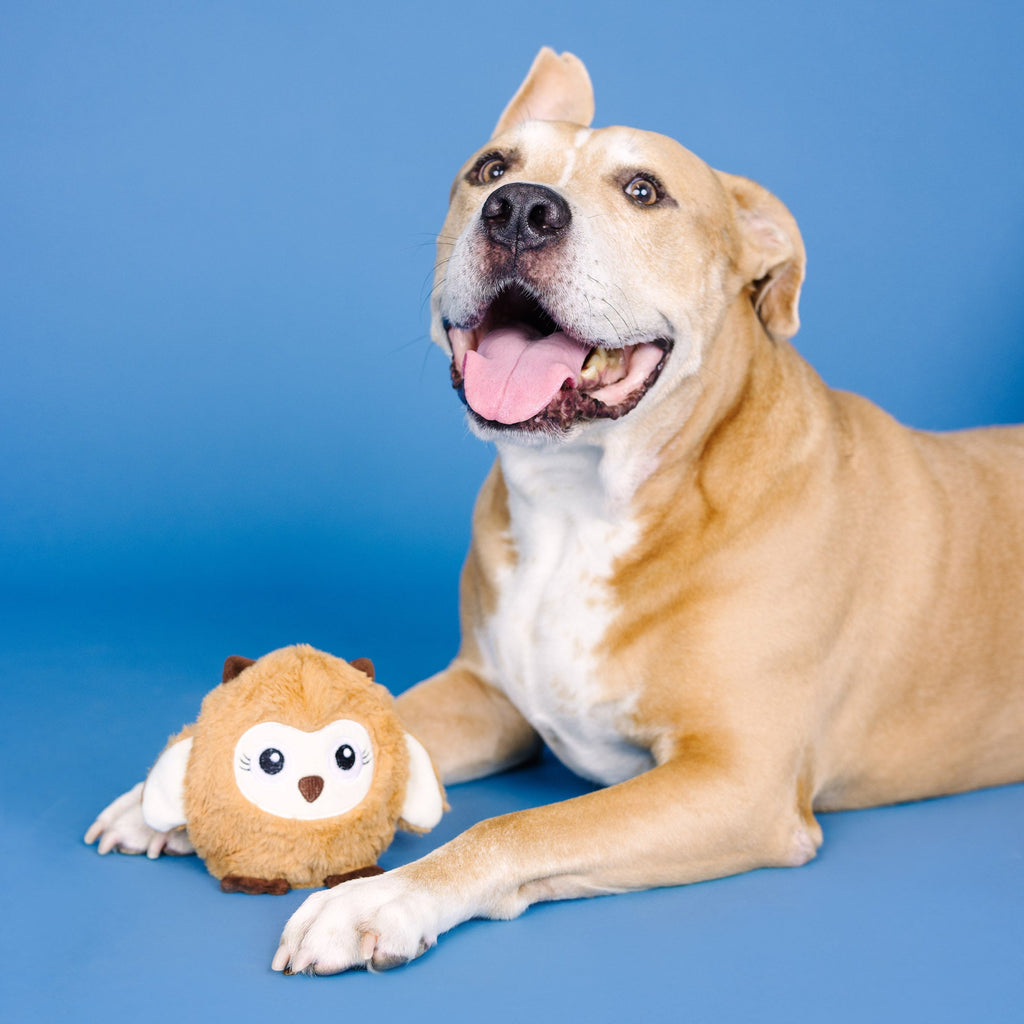 Don't Ruffle My Feathers Rubber/Plush Dog Toy