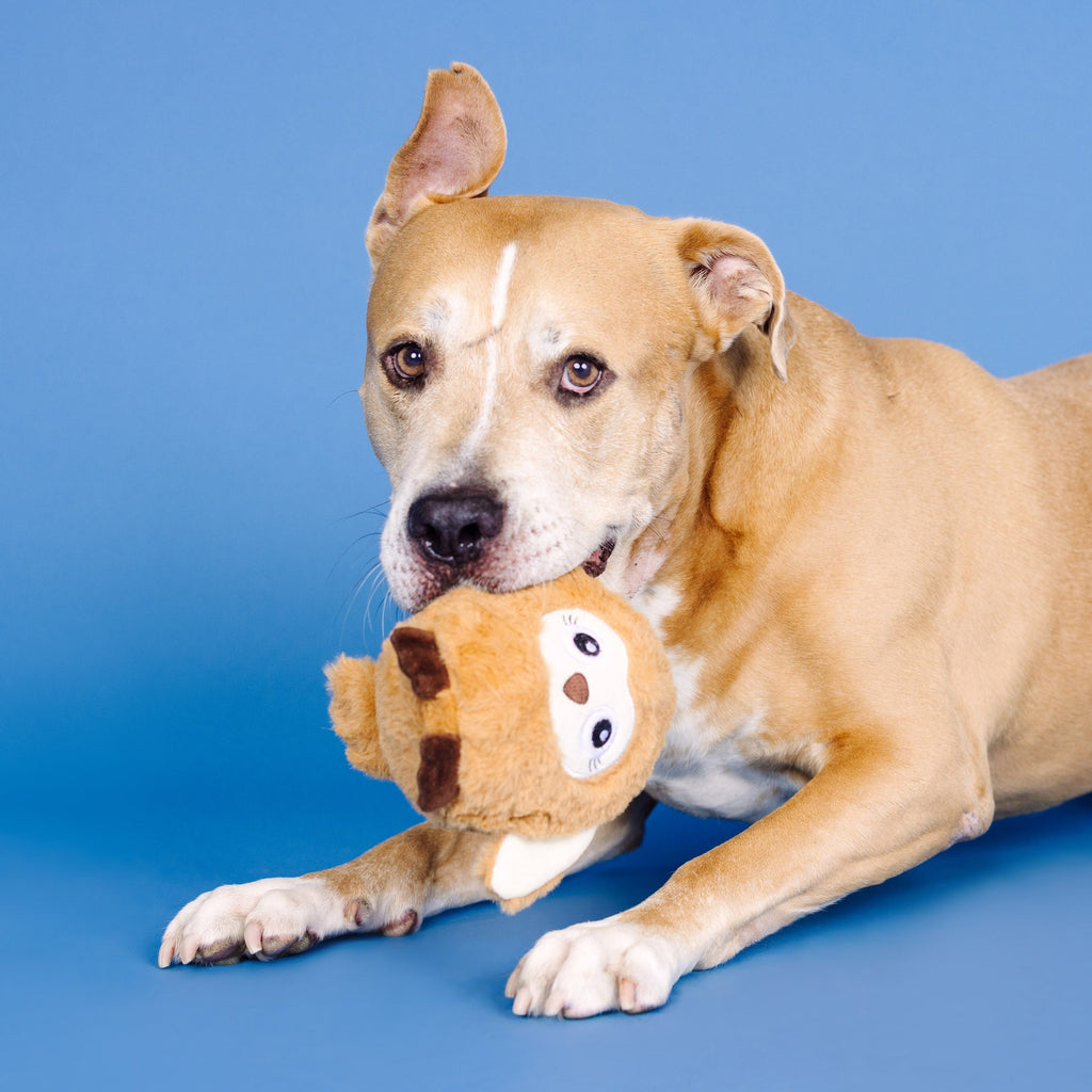 Don't Ruffle My Feathers Rubber/Plush Dog Toy
