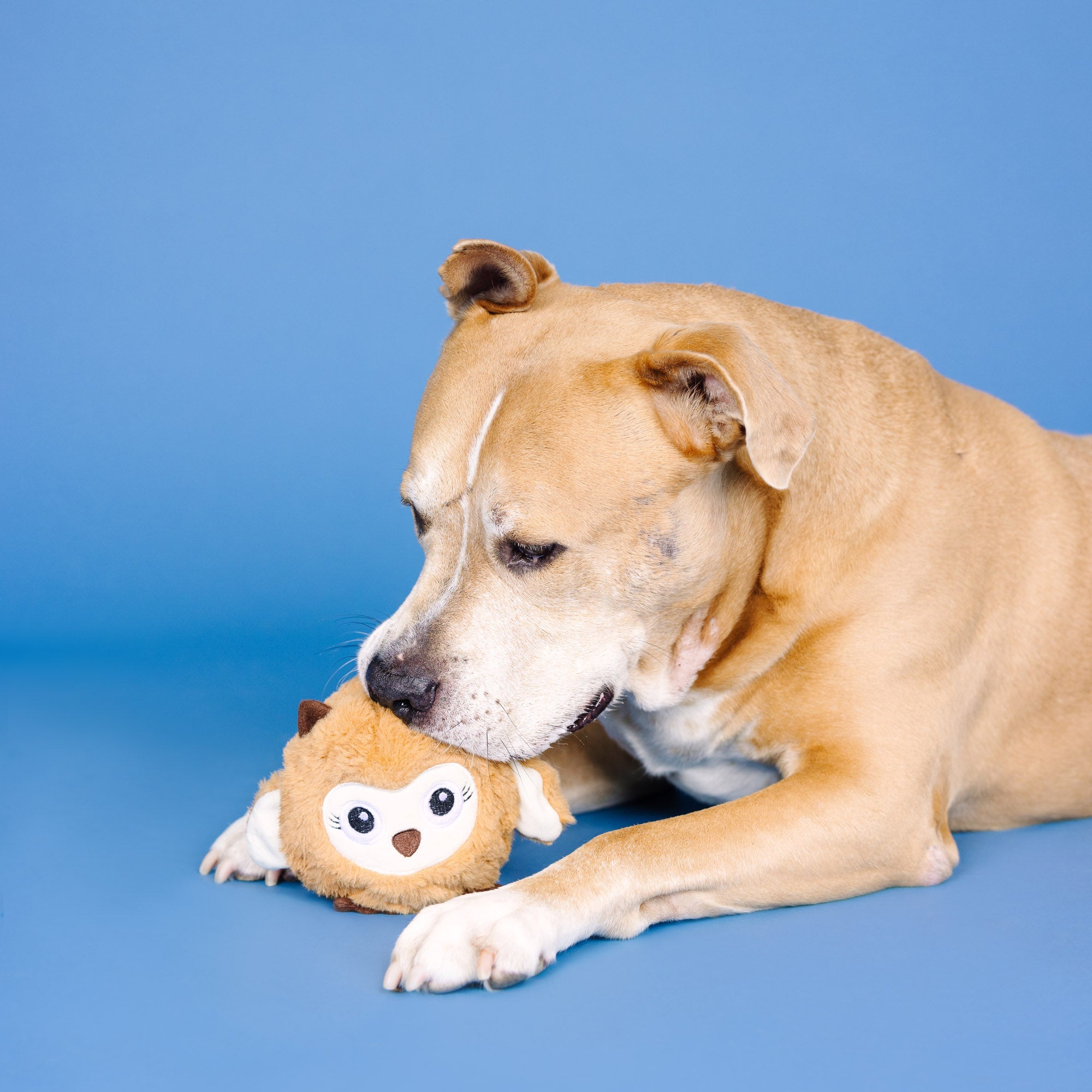 Don't Ruffle My Feathers Rubber/Plush Dog Toy
