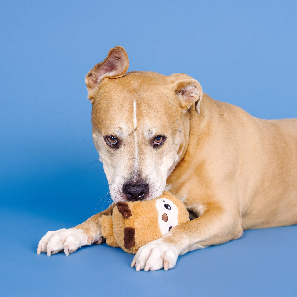 Don't Ruffle My Feathers Rubber/Plush Dog Toy