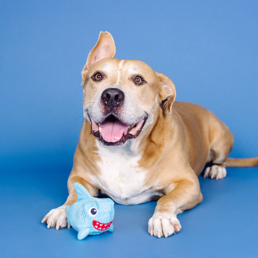 Out Of The Blue Rubber/Plush Dog Toy