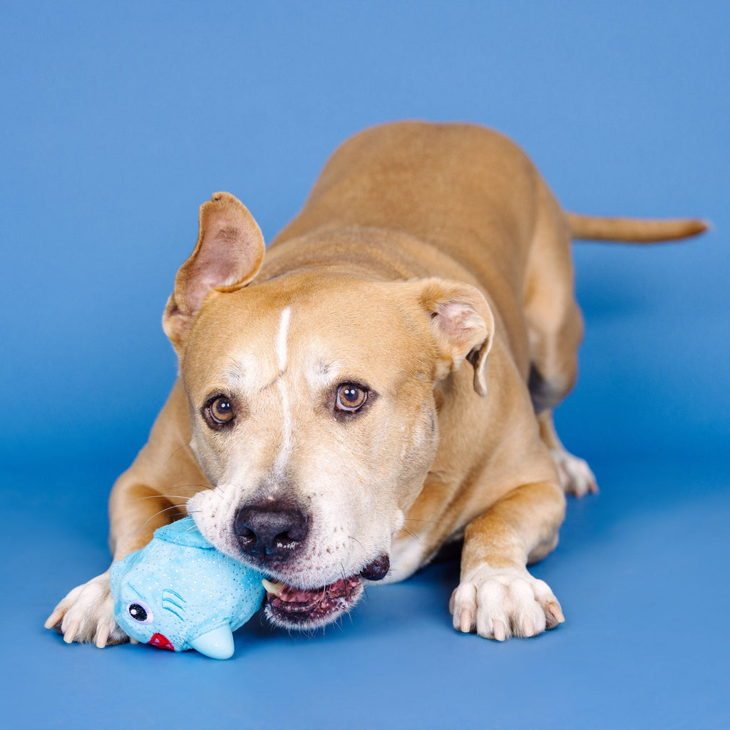 Out Of The Blue Rubber/Plush Dog Toy