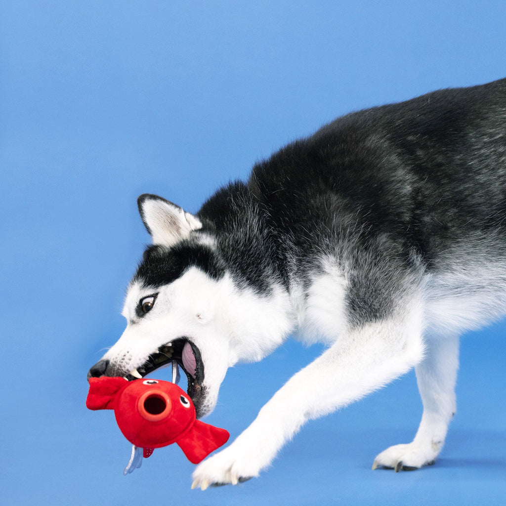 Reel Me In! Rubber/Plush Dog Toy