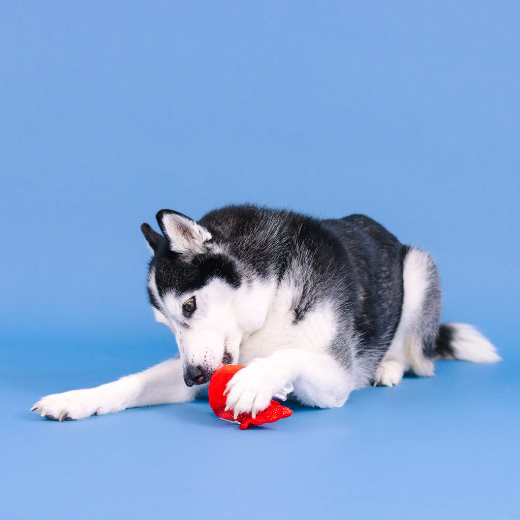 Reel Me In! Rubber/Plush Dog Toy