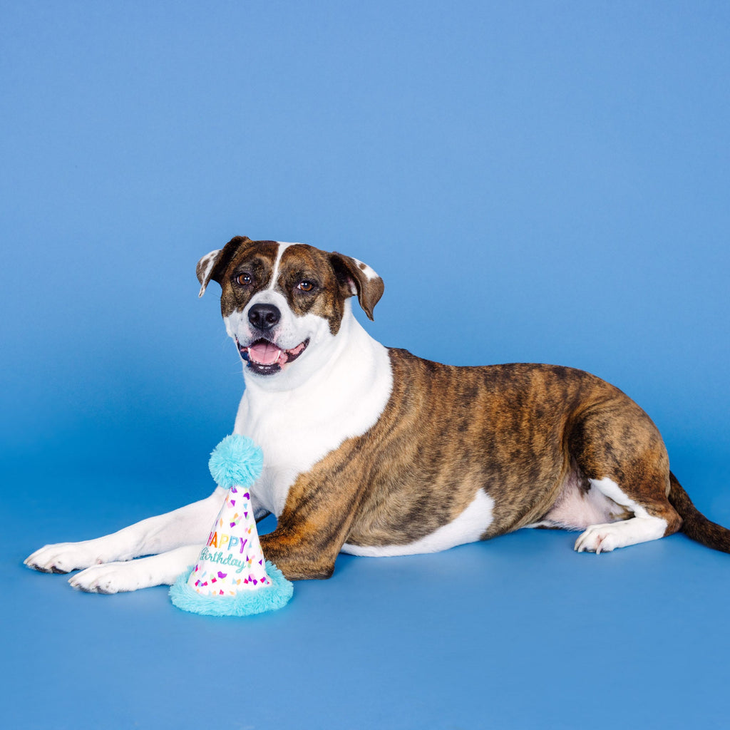 Yappy Barkday Rubber/Plush Dog Toy