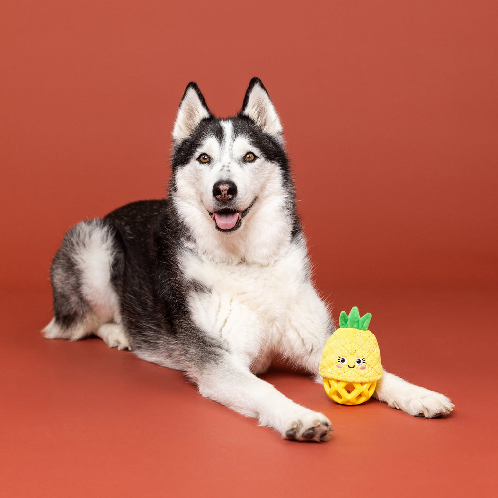 Pining For You Rubber/Plush Dog Toy