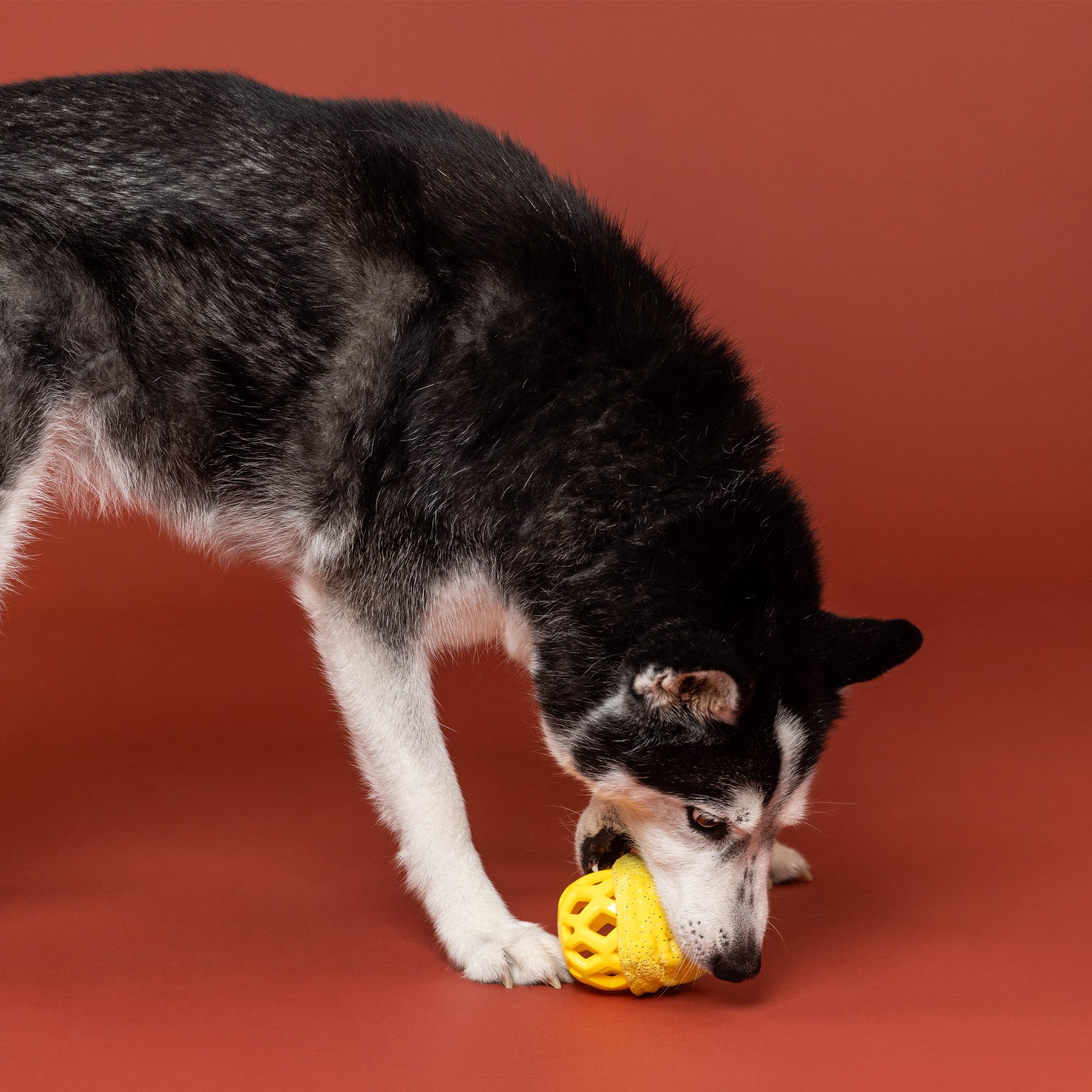 Pining For You Rubber/Plush Dog Toy