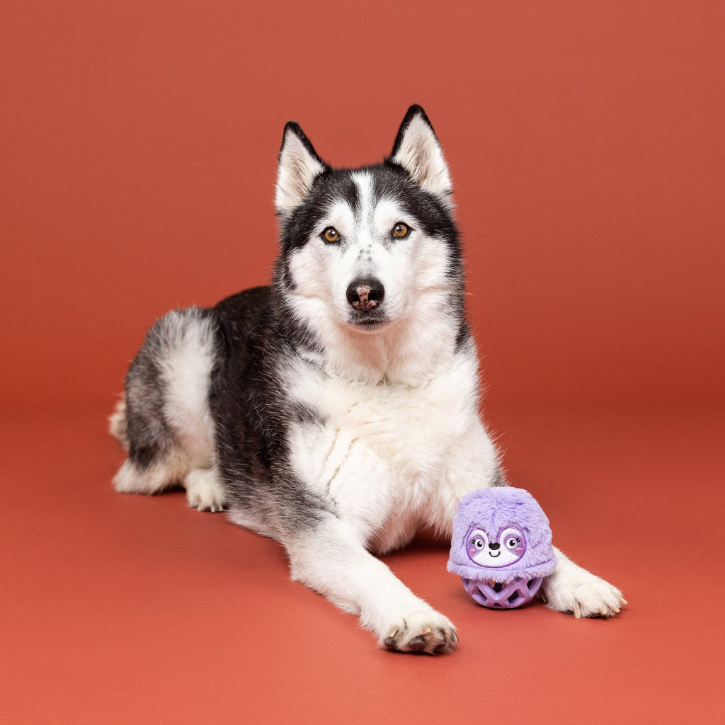 Not Fast Not Furious Rubber/Plush Dog Toy