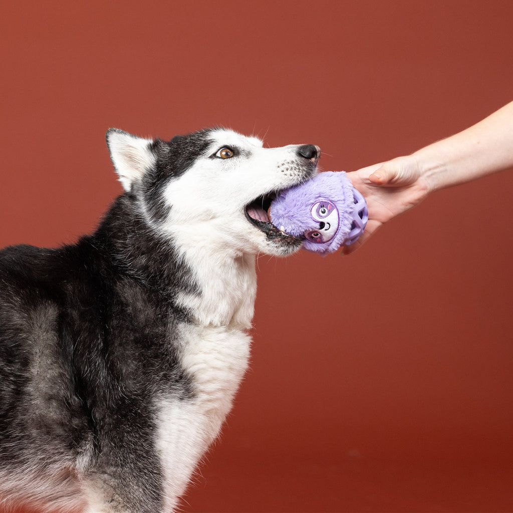 Not Fast Not Furious Rubber/Plush Dog Toy