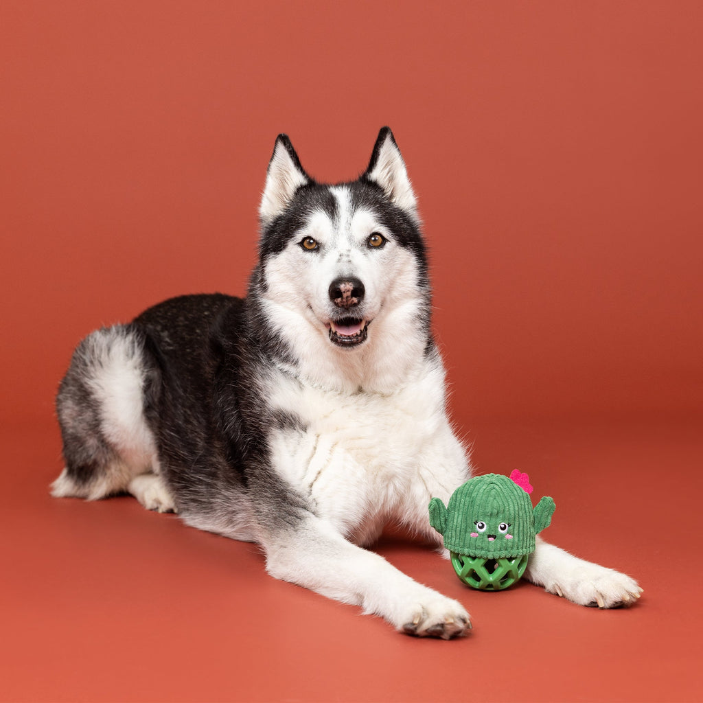 Prickly But Sweet Rubber/Plush Dog Toy