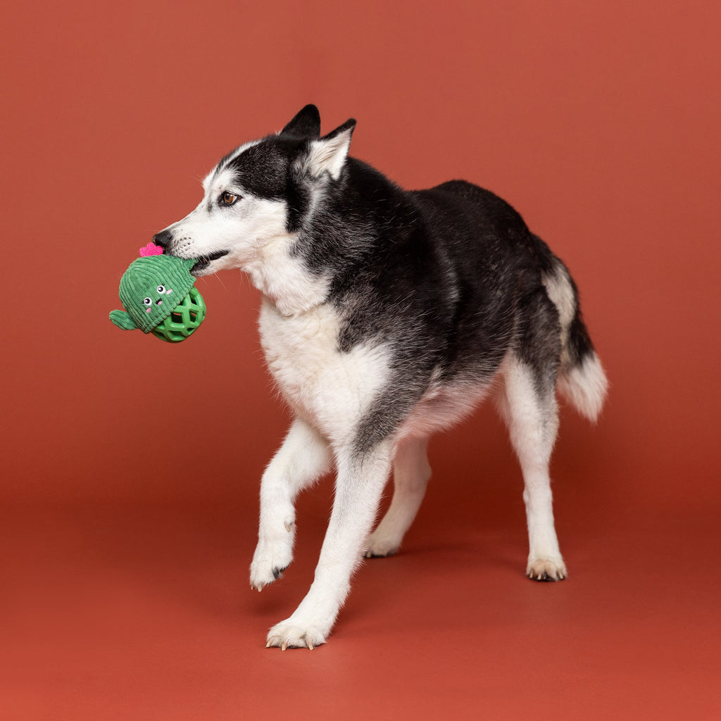 Prickly But Sweet Rubber/Plush Dog Toy
