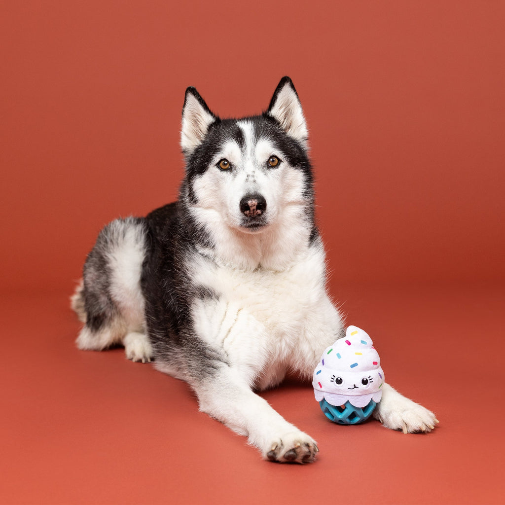 Here For The Cupcakes Rubber/Plush Dog Toy
