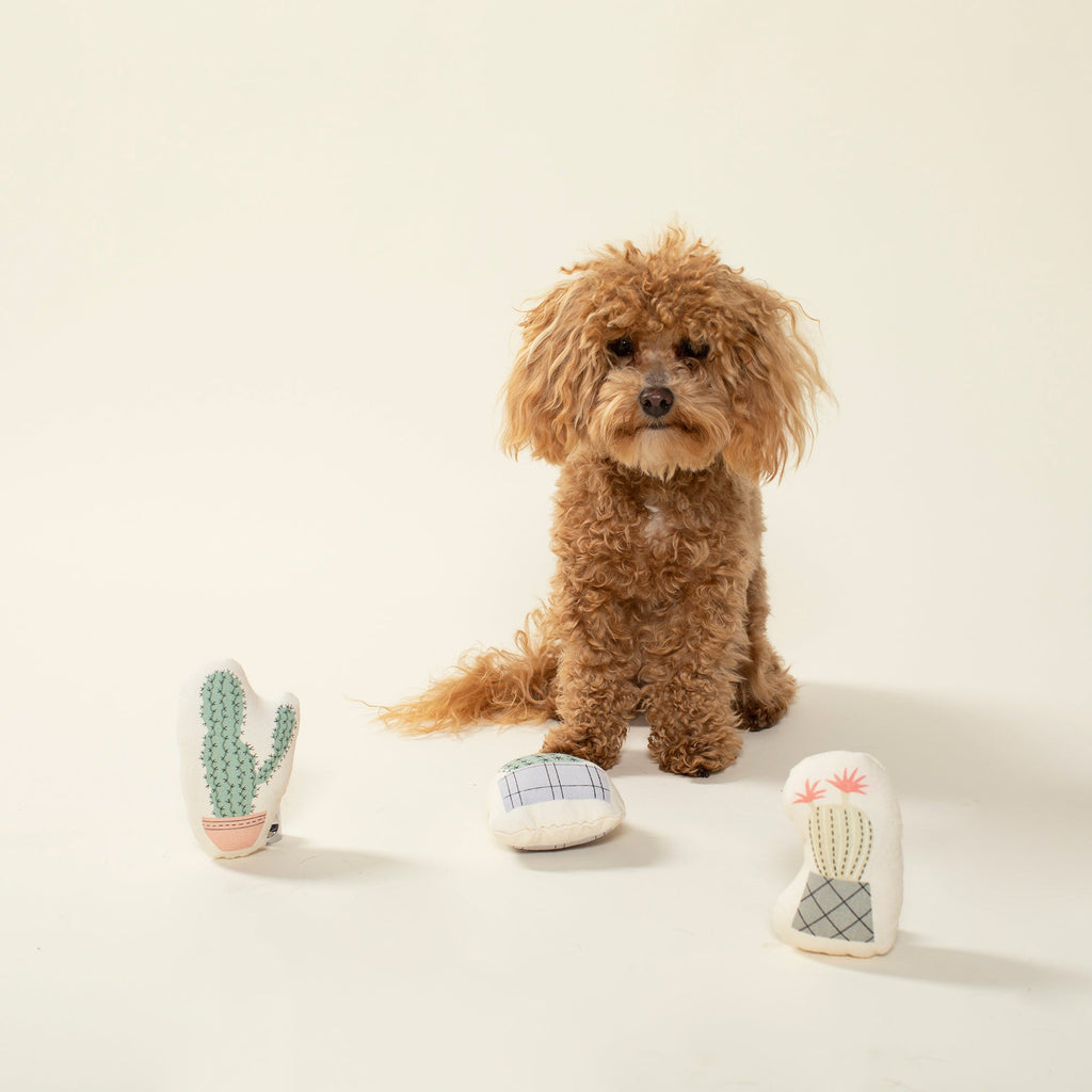 Cactus Mini Toys