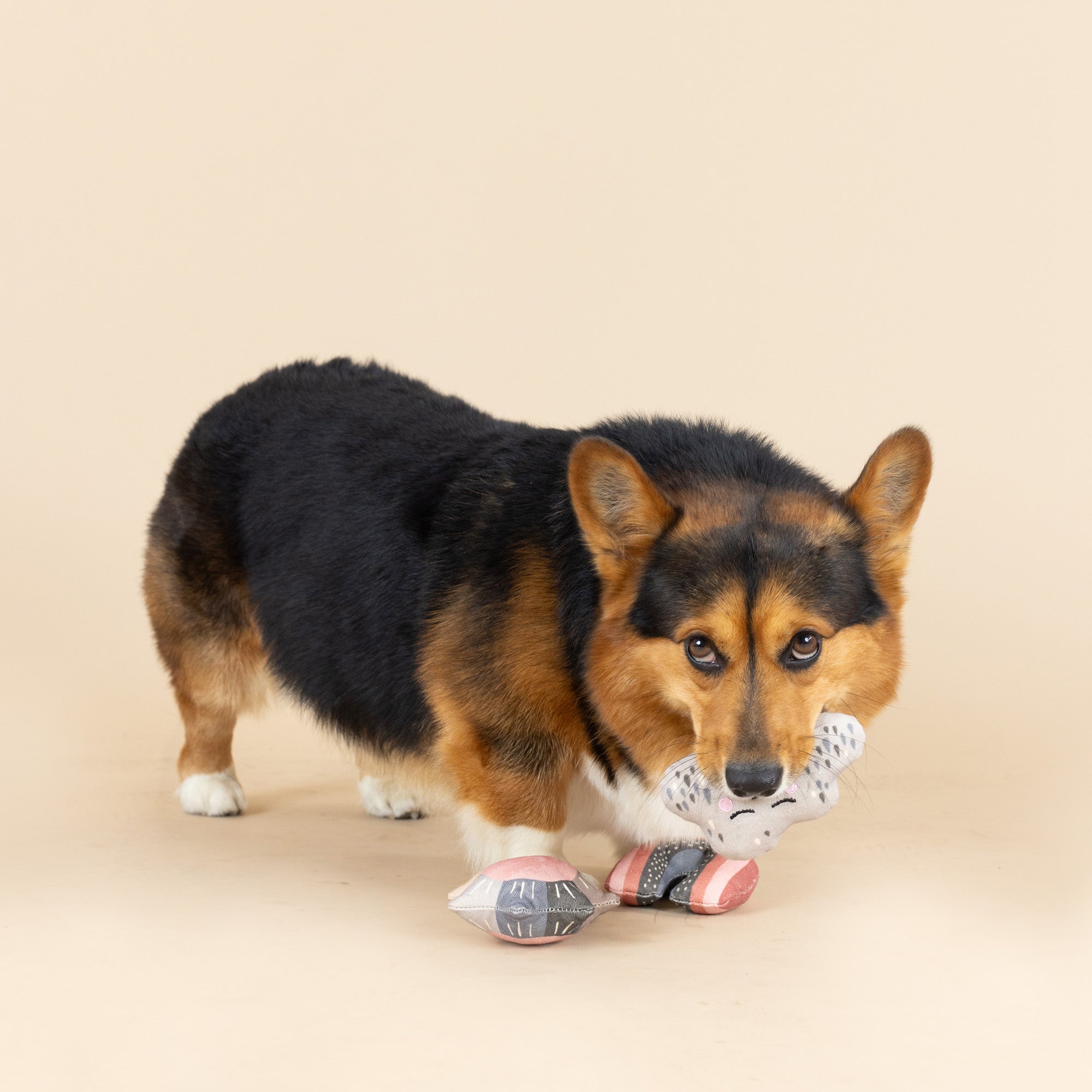 Rain Or Shine 3pc Mini Canvas Dog Toy Set