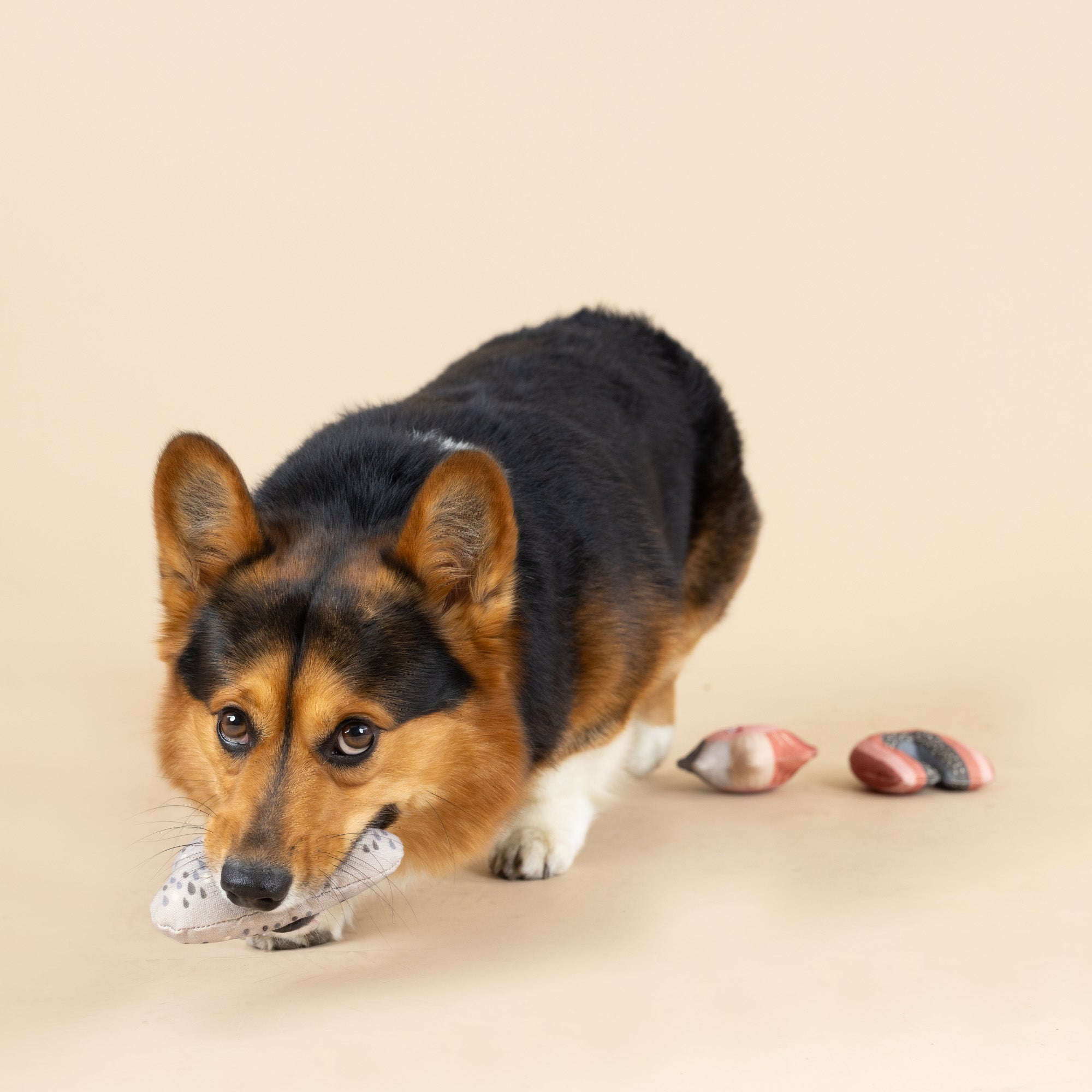 Rain Or Shine 3pc Mini Canvas Dog Toy Set