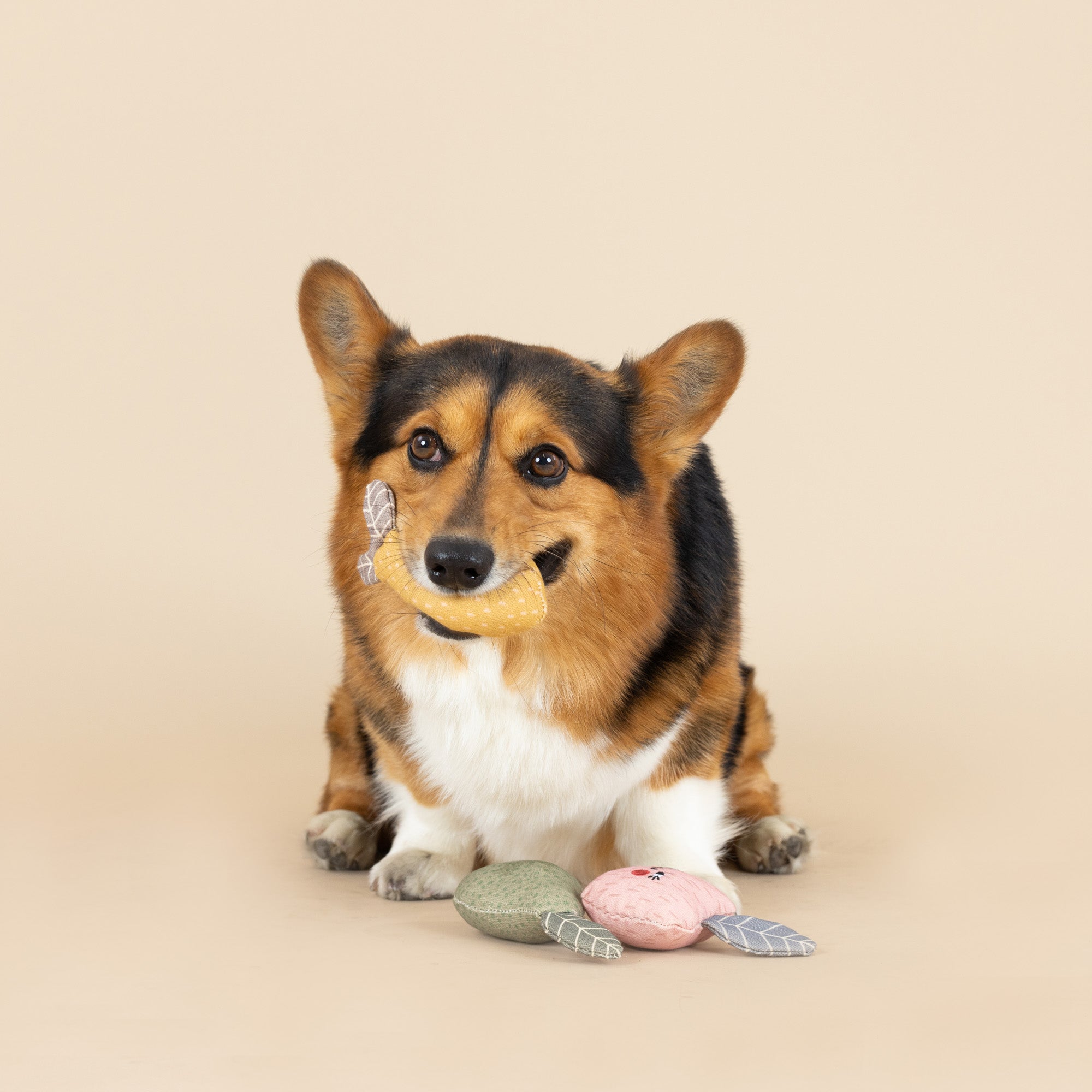 Freshly Picked 3pc Mini Canvas Dog Toy Set