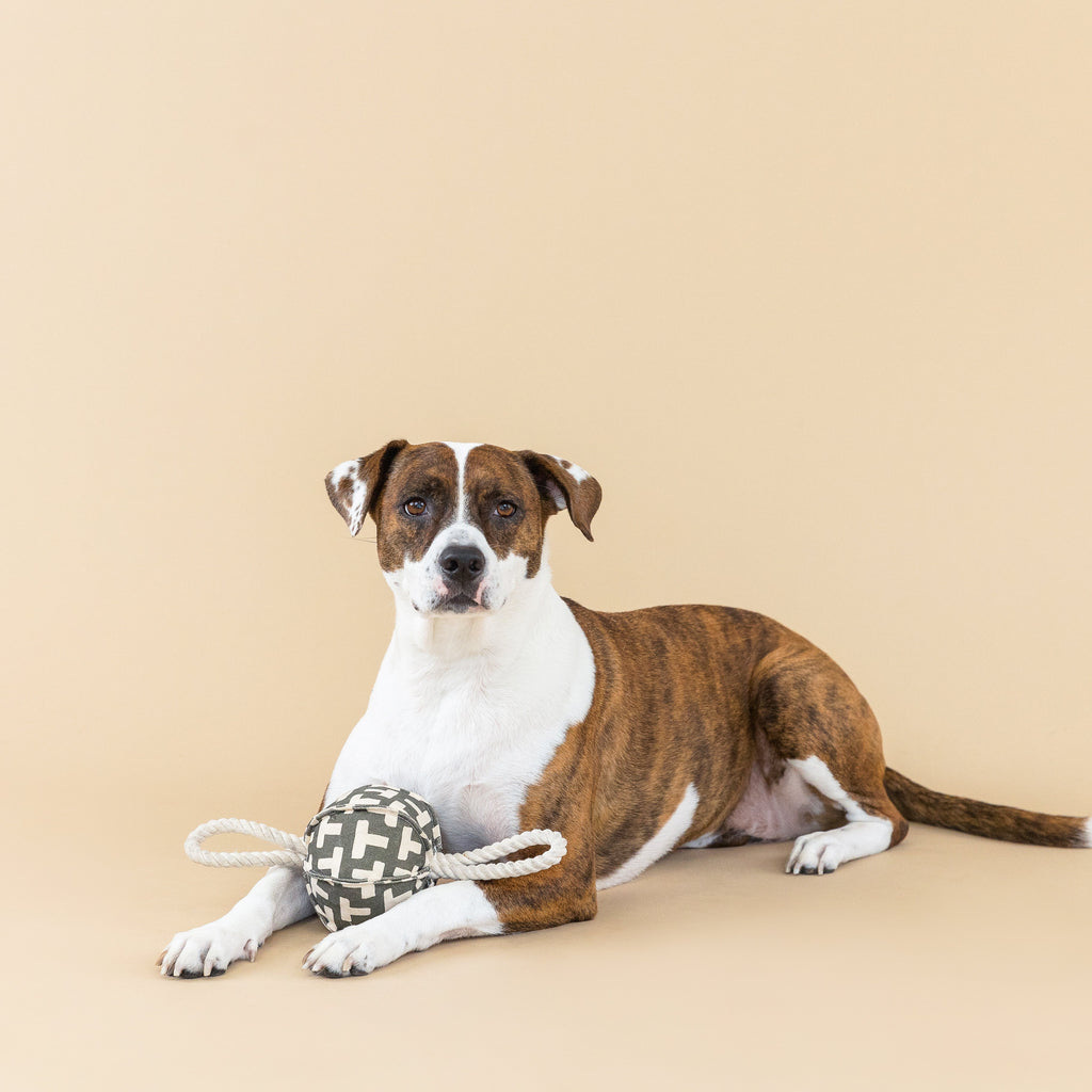 Pulling You In Odette Dog Toy