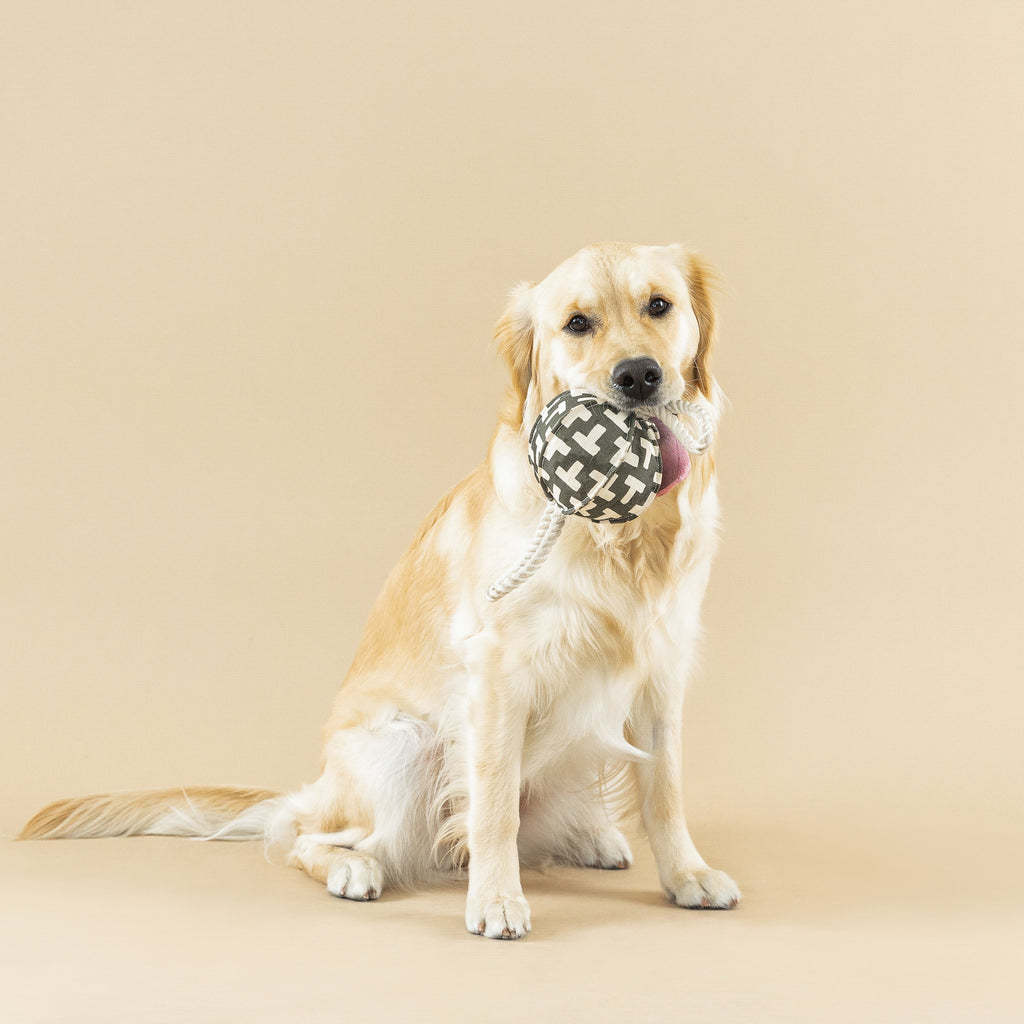 Pulling You In Odette Dog Toy