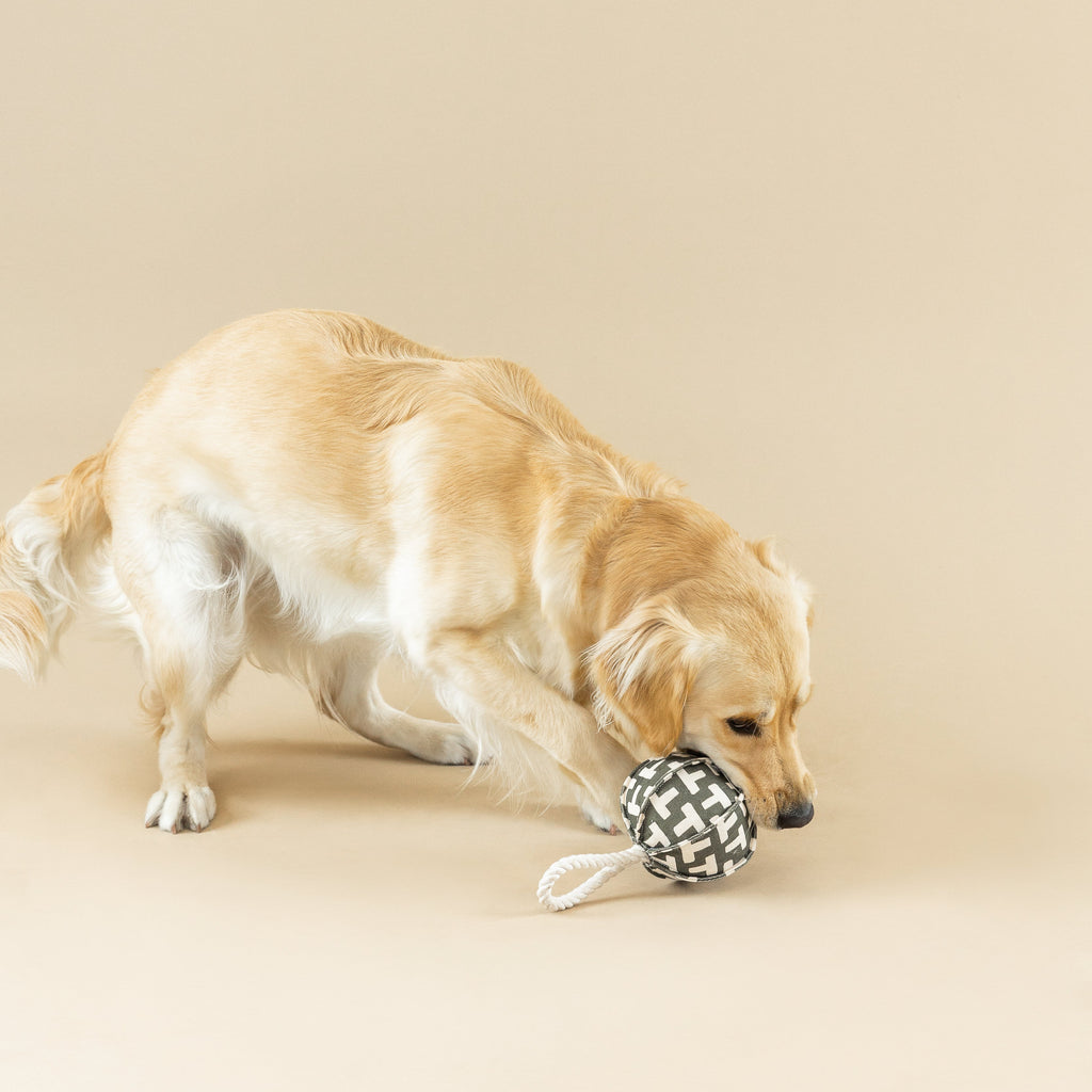 Pulling You In Odette Dog Toy