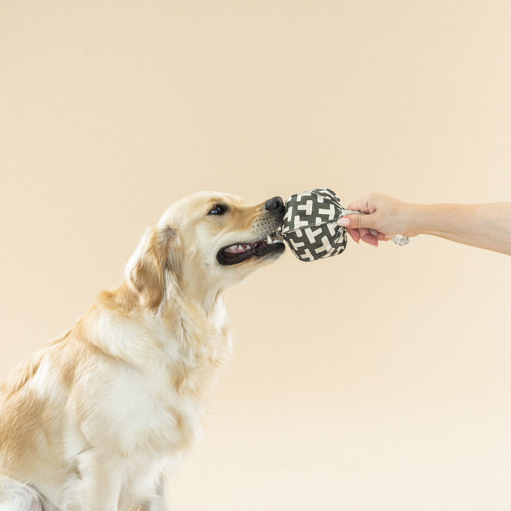Pulling You In Odette Dog Toy