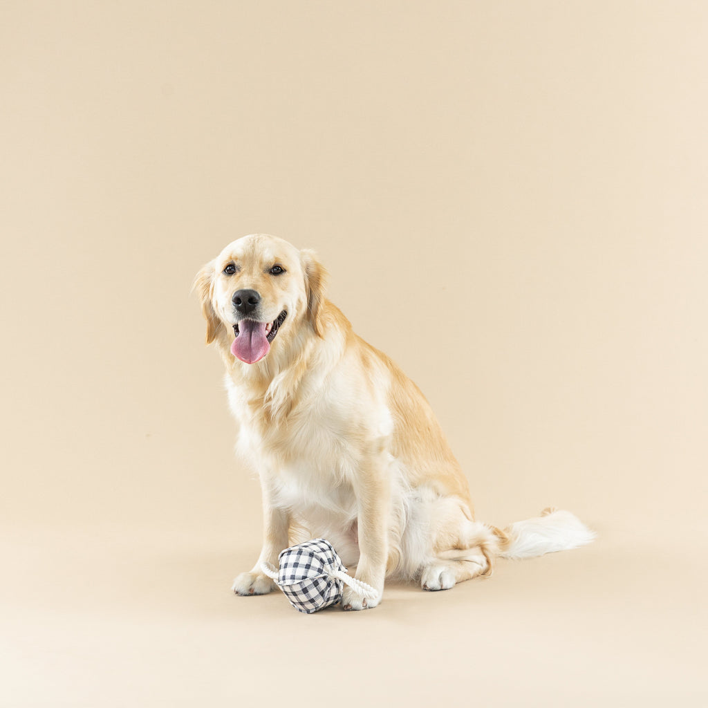 Pulling You In Painted Gingham Dog Toy