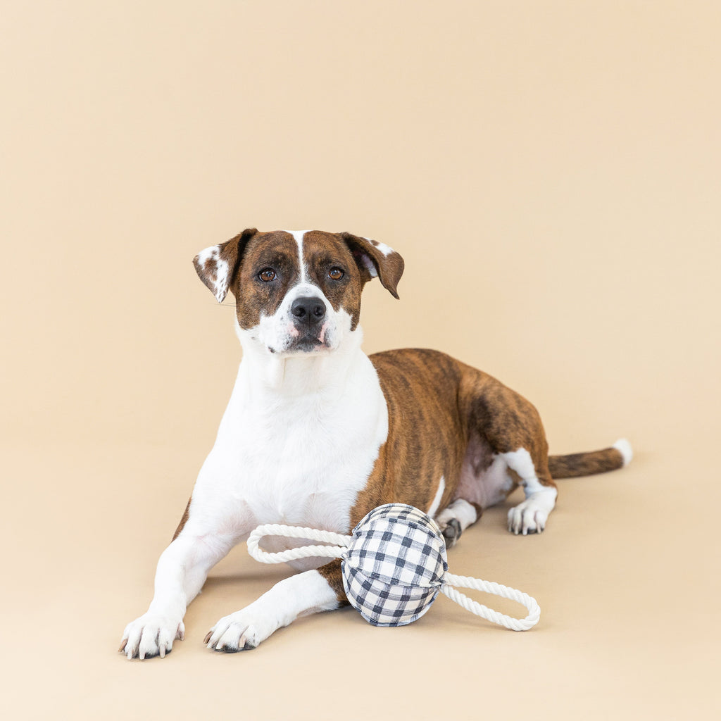 Pulling You In Painted Gingham Dog Toy