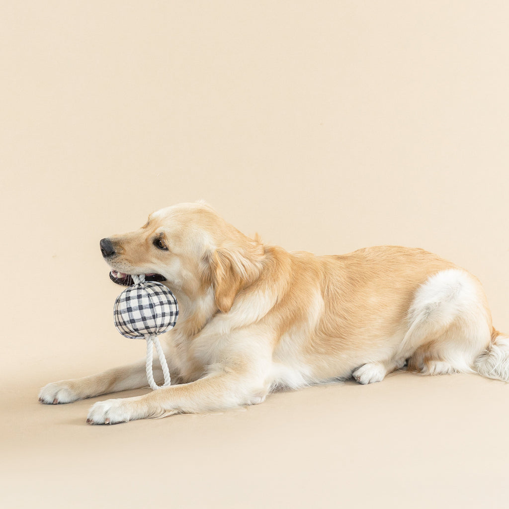 Pulling You In Painted Gingham Dog Toy