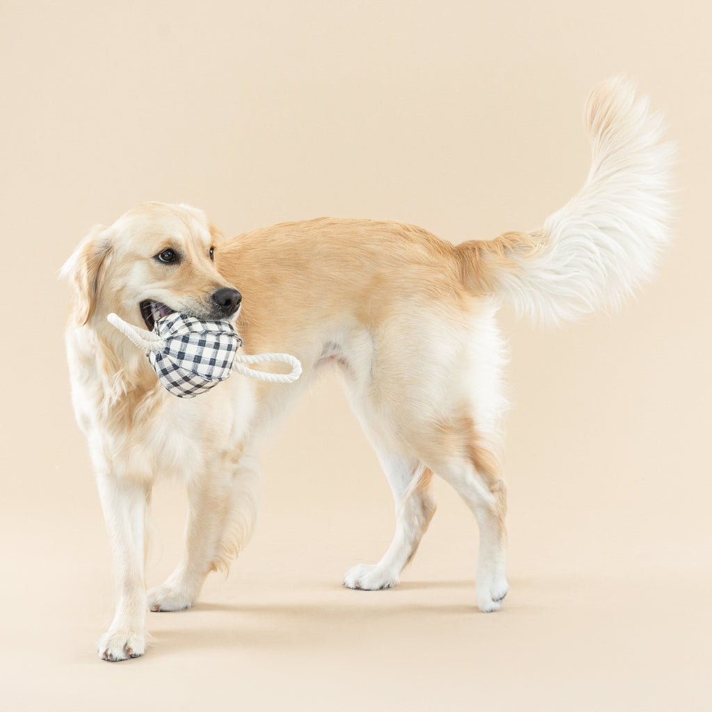 Pulling You In Painted Gingham Dog Toy