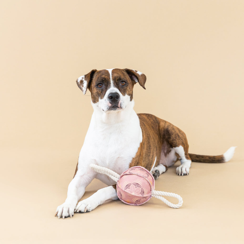 Pulling You In Star Tile Dog Toy