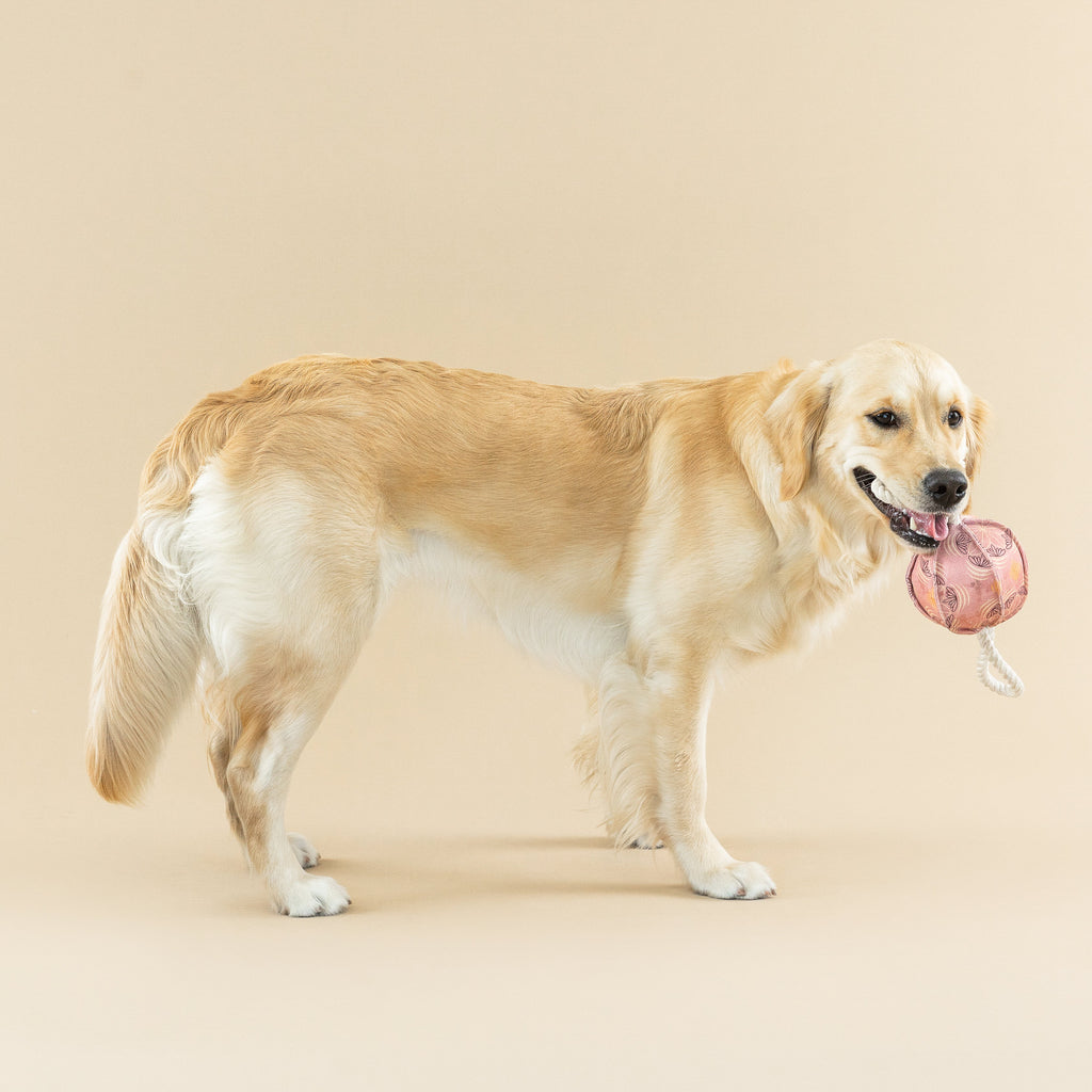 Pulling You In Star Tile Dog Toy