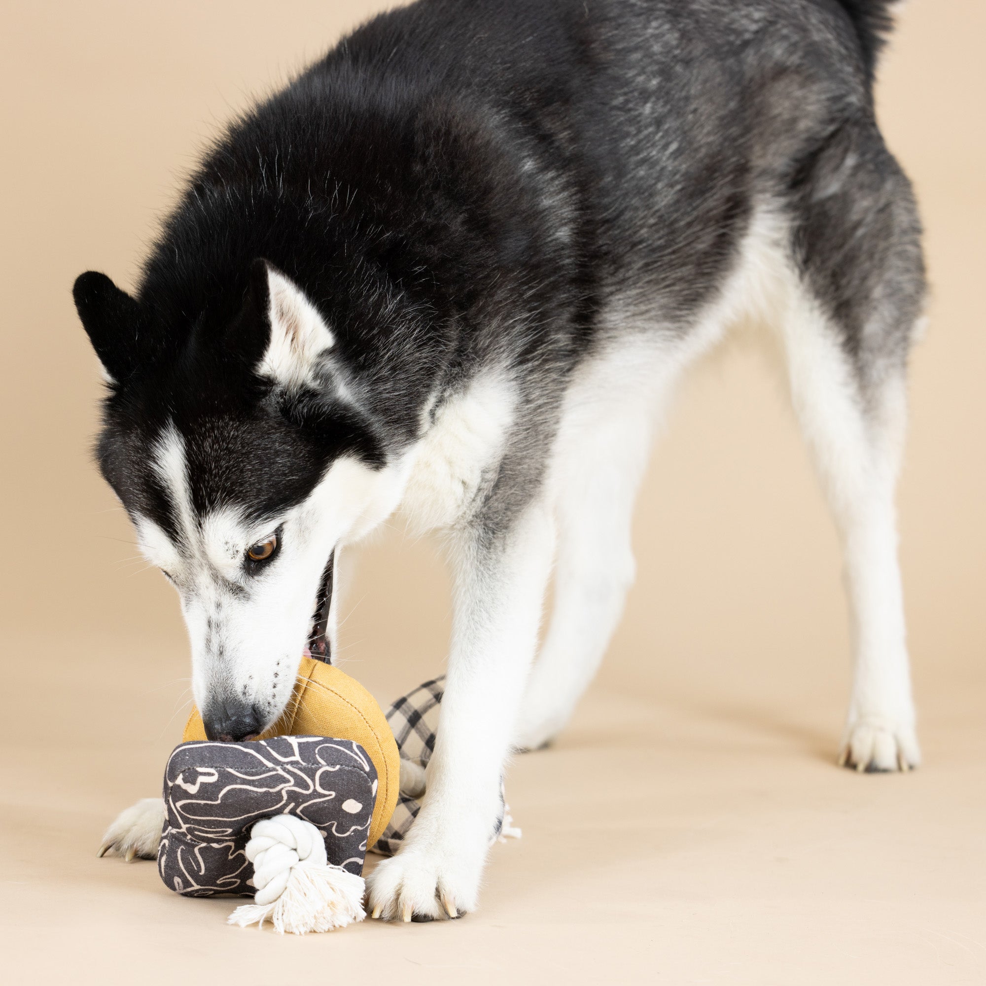 Roped In Canvas Dog Toy