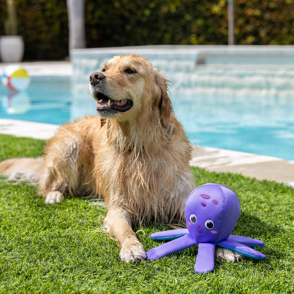 Bubbles Floating Dog Toy