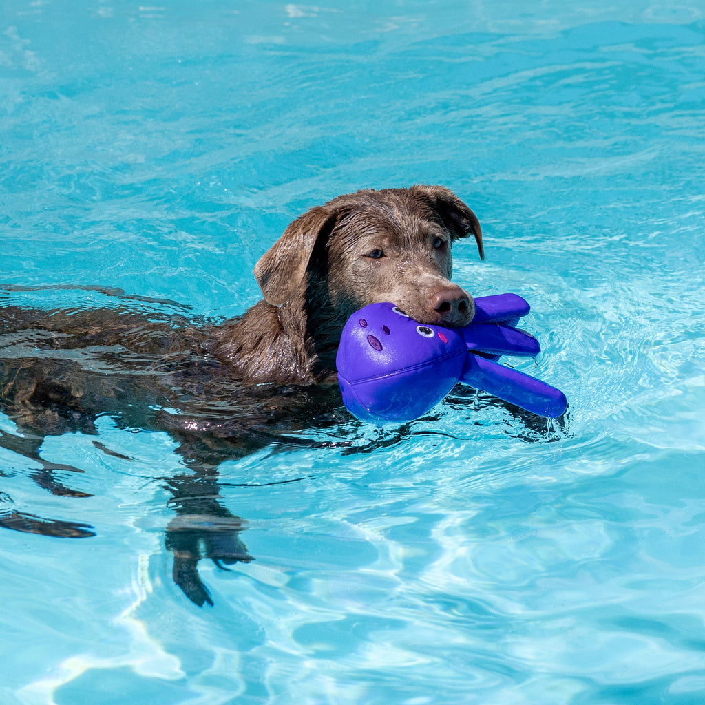 Bubbles Floating Dog Toy