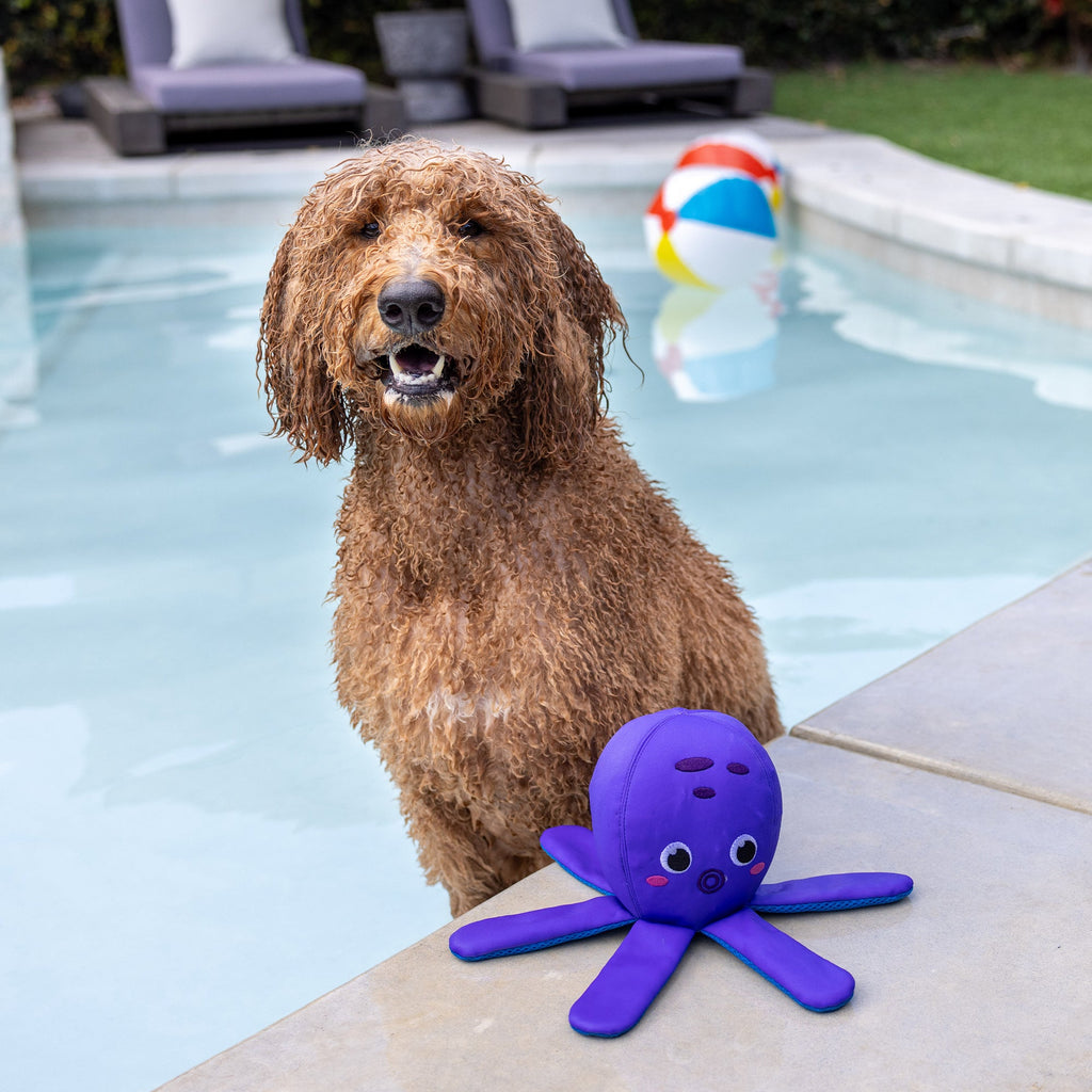 Bubbles Floating Dog Toy