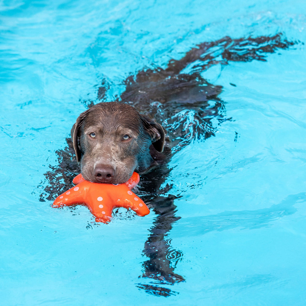 Shelly Floating Dog Toy