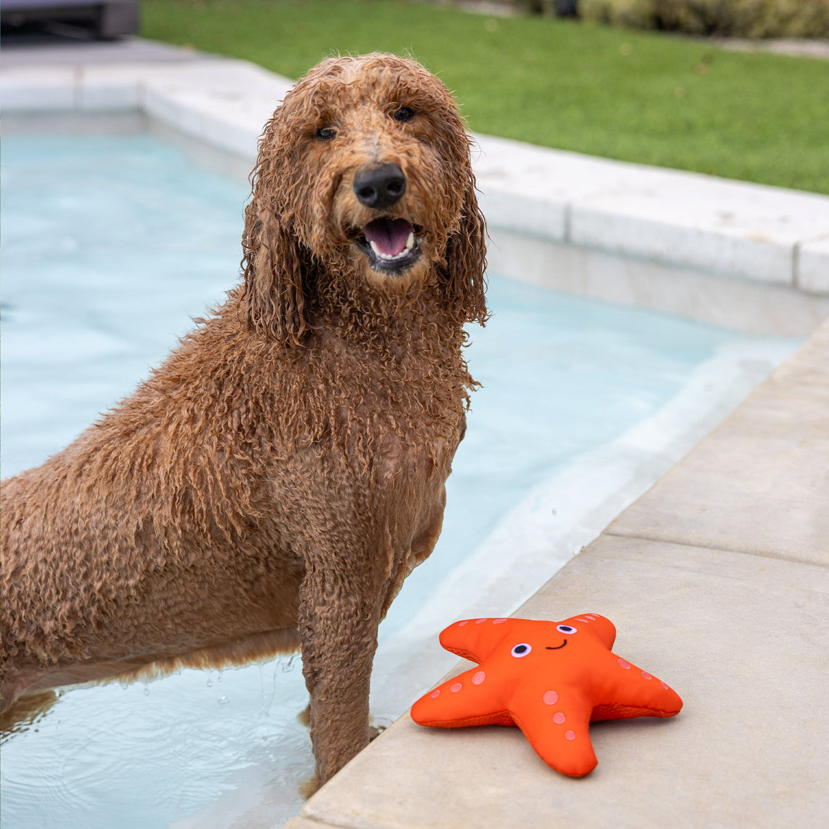 Shelly Floating Dog Toy