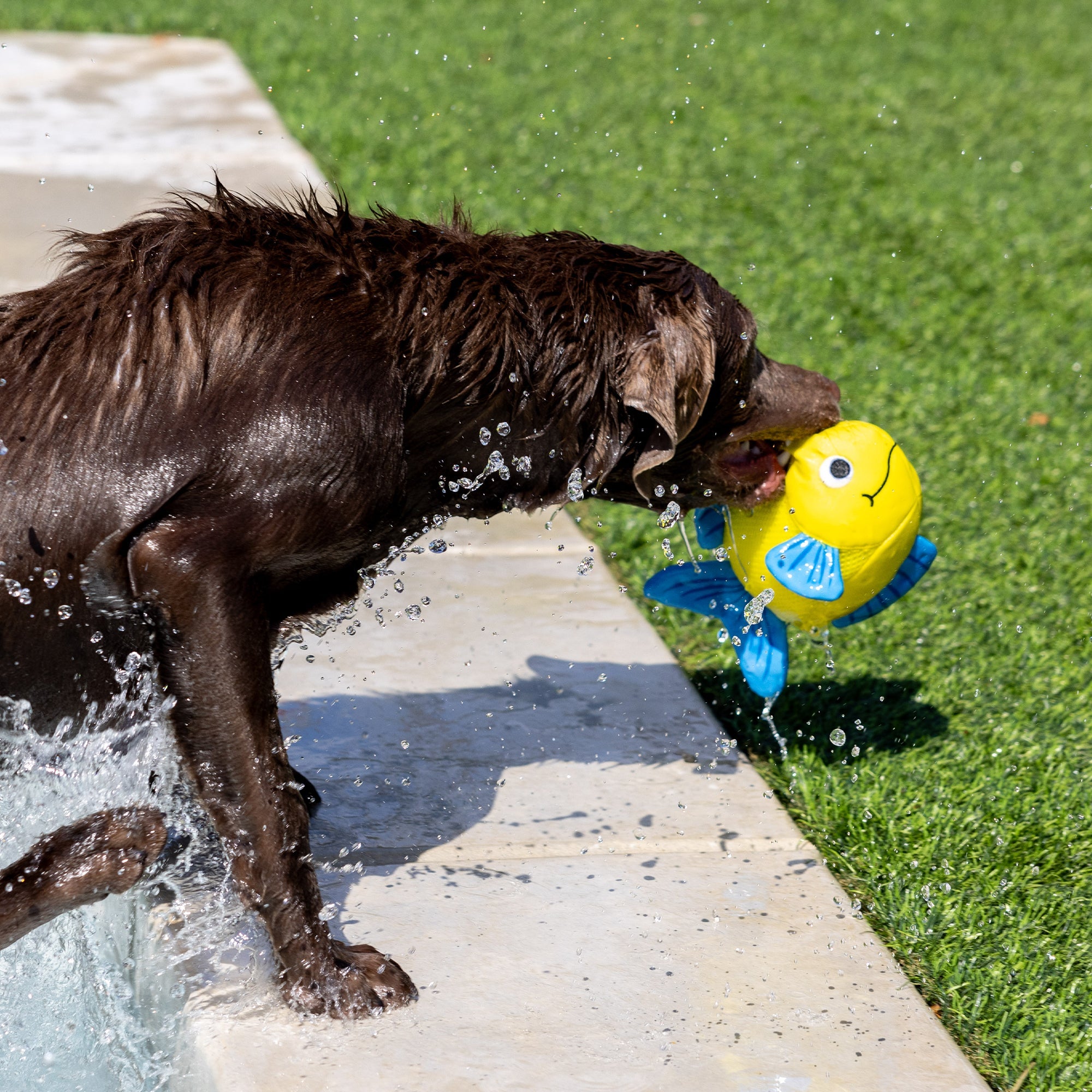 Pipsqueak Floating Dog Toy