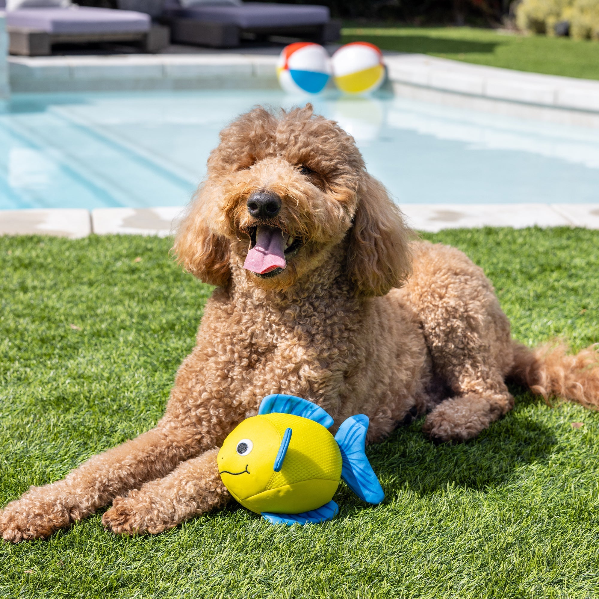 Pipsqueak Floating Dog Toy