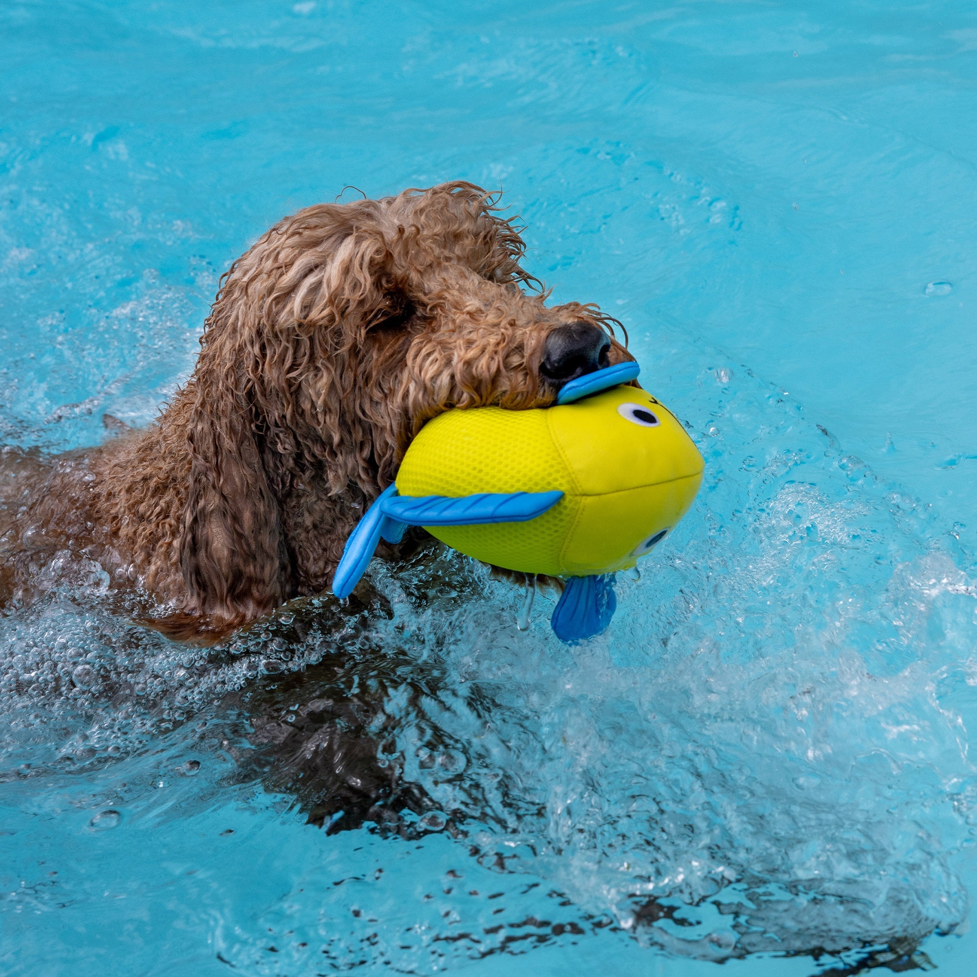 Pipsqueak Floating Dog Toy