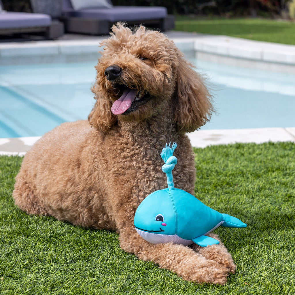 Splashy Floating Dog Toy