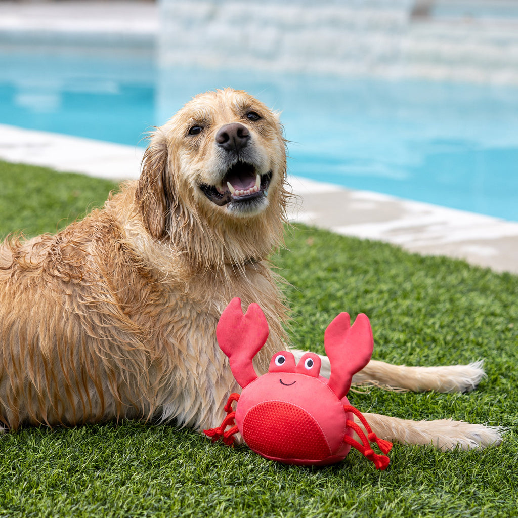 Claws Floating Dog Toy