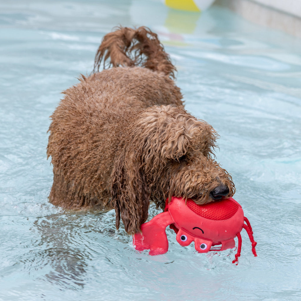 Claws Floating Dog Toy