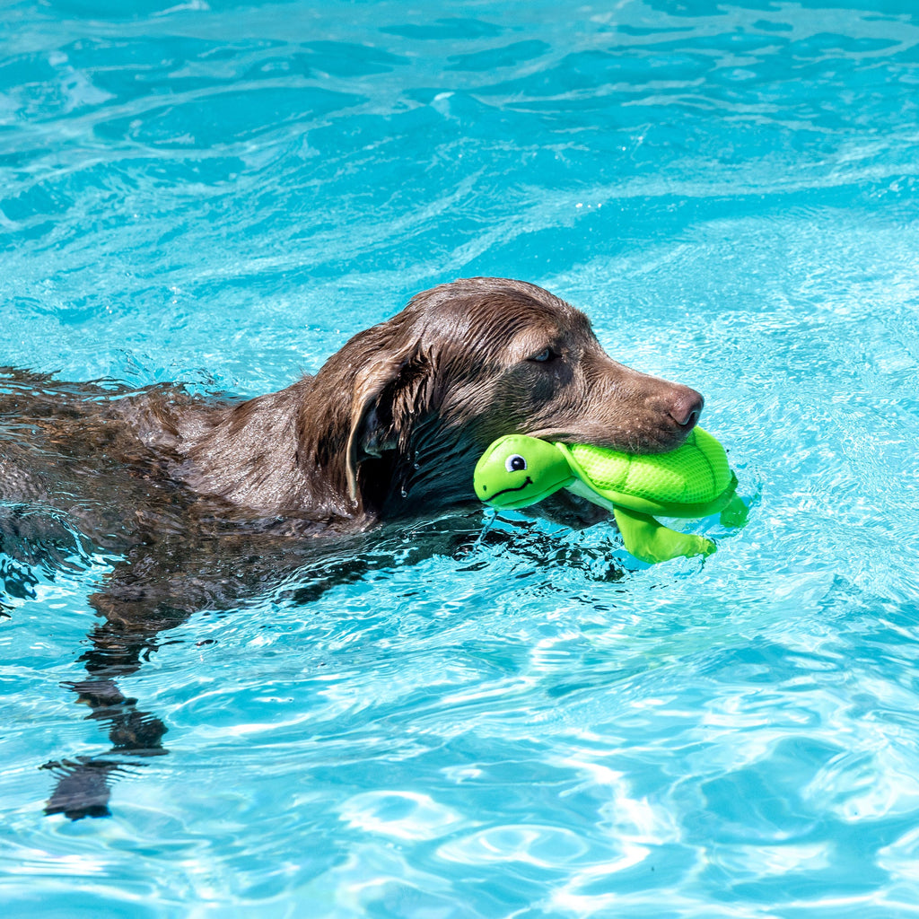 Snappy Floating Dog Toy