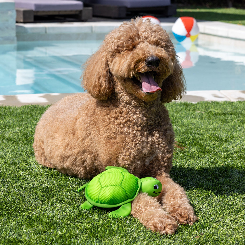 Snappy Floating Dog Toy