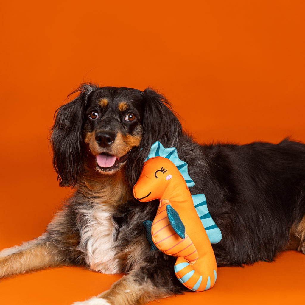 Living In A Bubble Floating Dog Toy