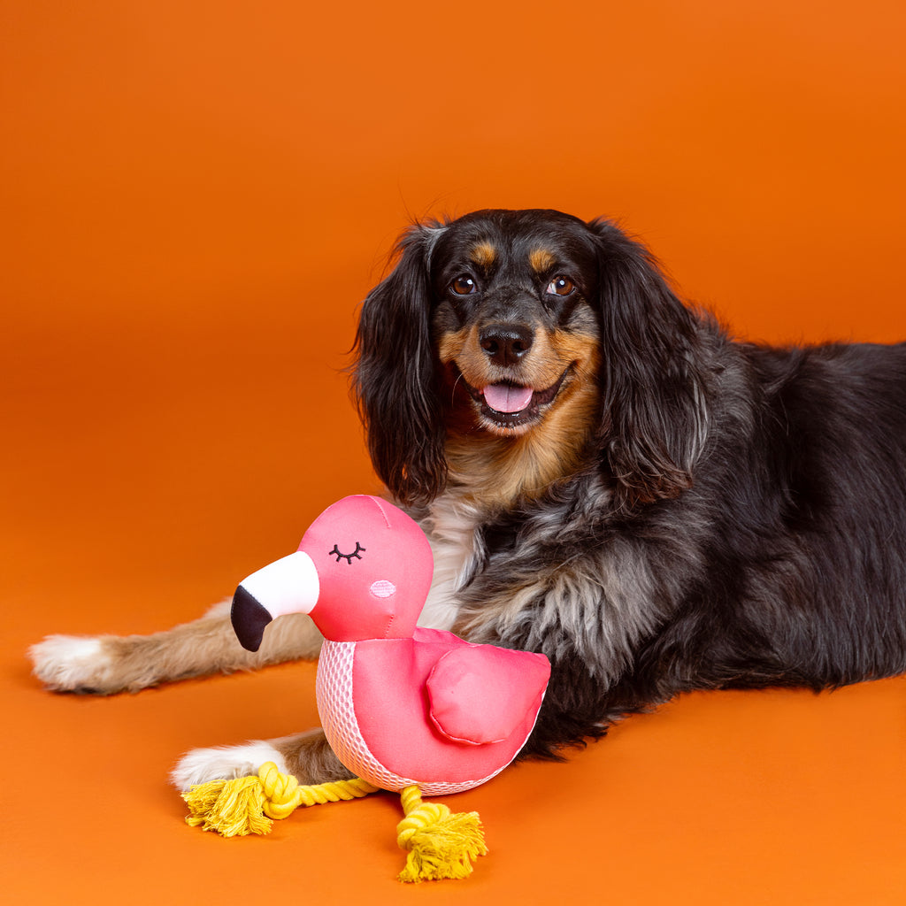 Be Flamazing Floating Dog Toy
