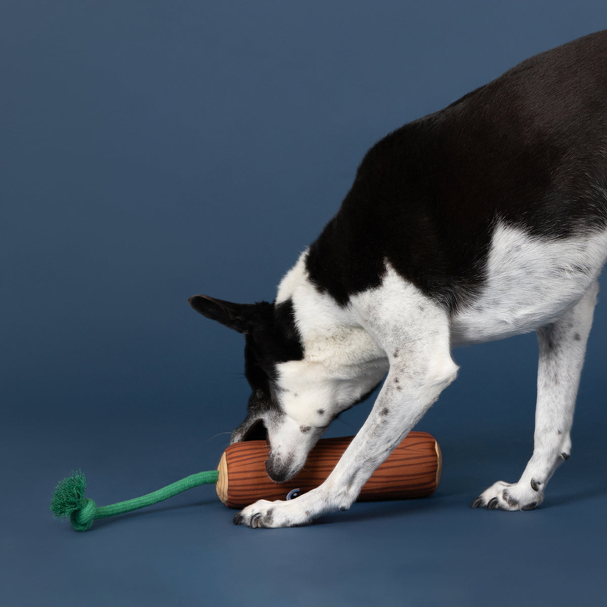 Wagsdale Go Fetch! Floating Dog Toy