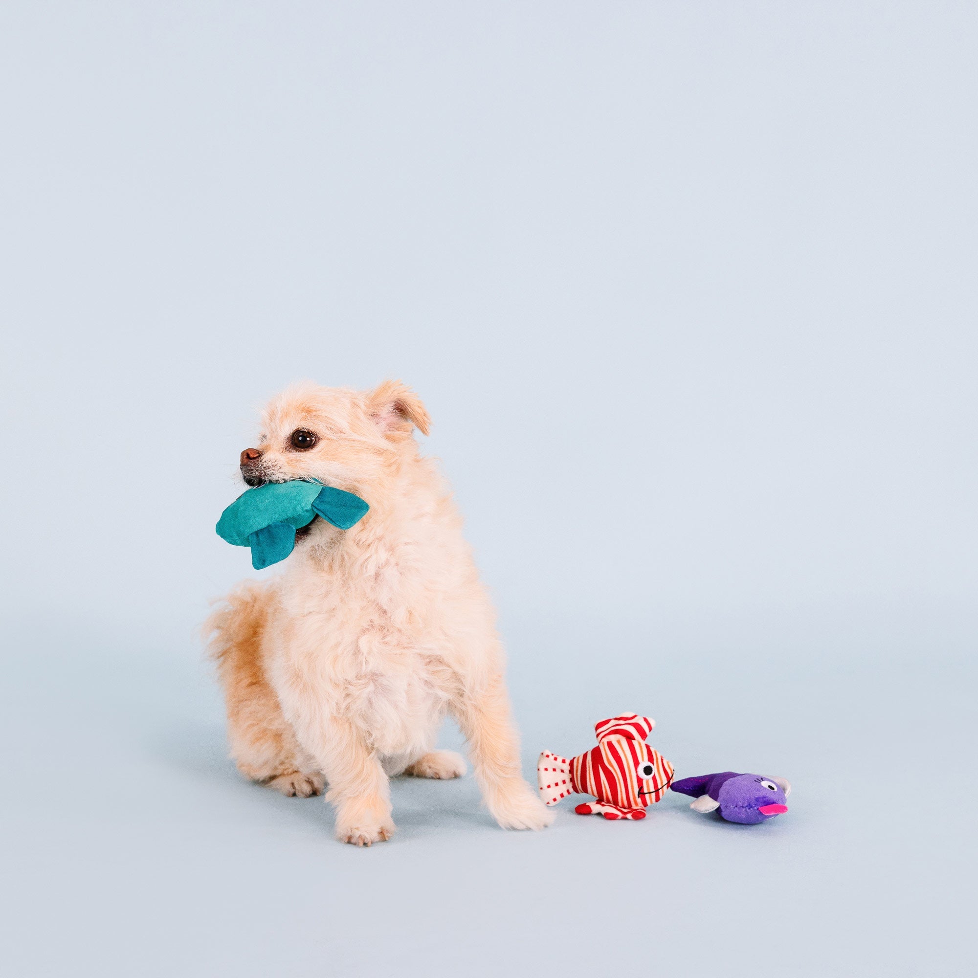 Any Fin Is Possible 3pc Mini Plush Dog Toy Set