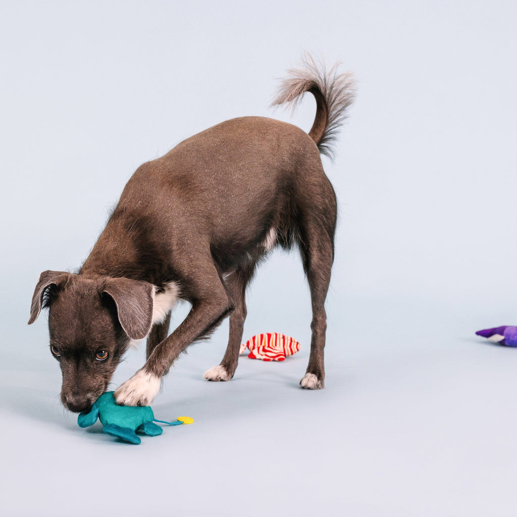 Any Fin Is Possible Mini Dog Toys