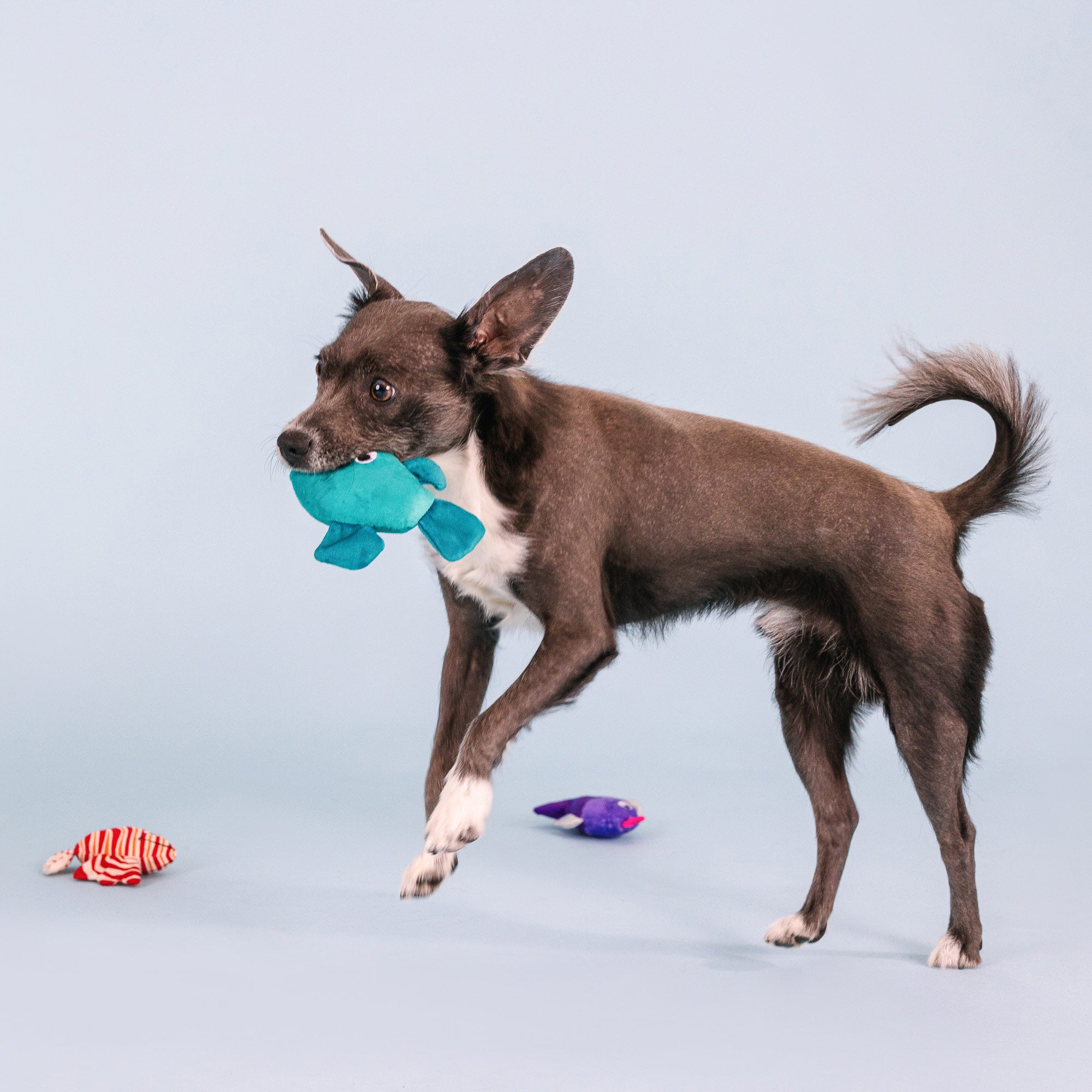 Any Fin Is Possible 3pc Mini Plush Dog Toy Set